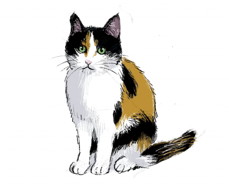 Procreate 動物イラストの描き方 猫 めたろんブログ
